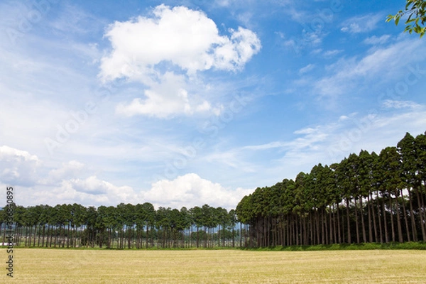 Fototapeta 刈り入れの終わった牧草地	