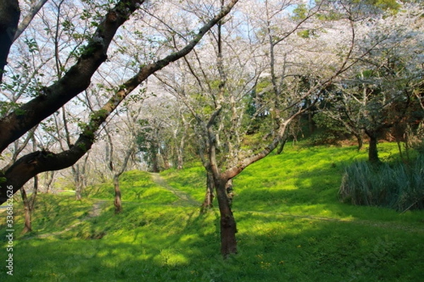 Fototapeta 桜と春と青春と輝く絶景
