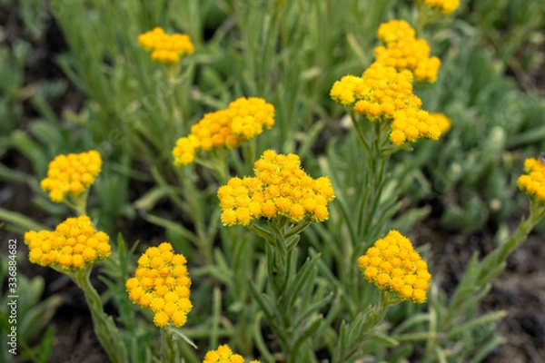 Fototapeta Close up view of helichrysum arenarium, immortel, dwarf everlast sunny yellow flowers on blurred natural background. Selected focus. Beauty of nature