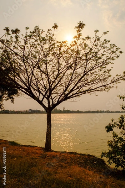 Obraz tree silouette with sun light with lake background