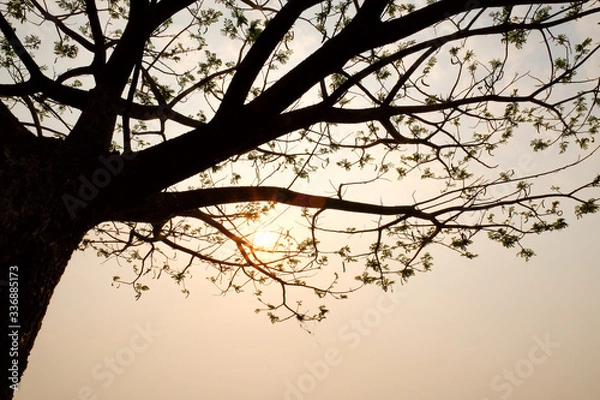 Fototapeta tree silouette with sun light with lake background