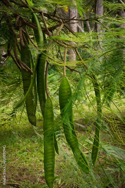 Obraz hanging seed pod