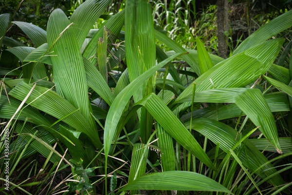 Obraz a broad green plant