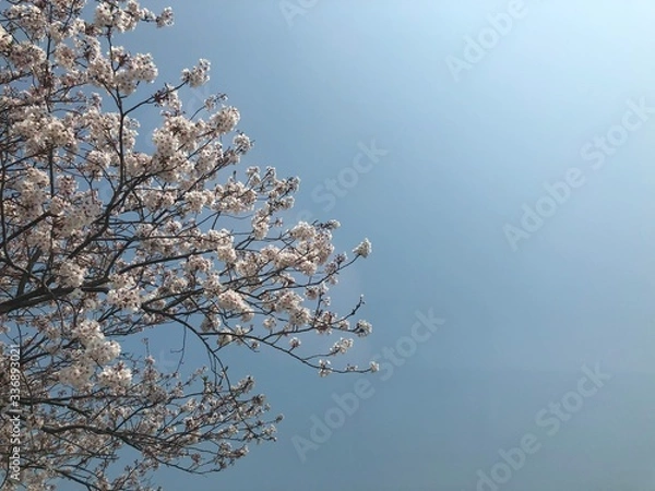 Obraz blooming cherry tree