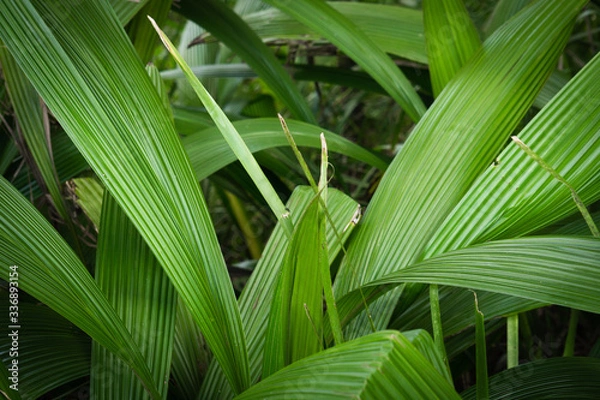 Obraz green foliage