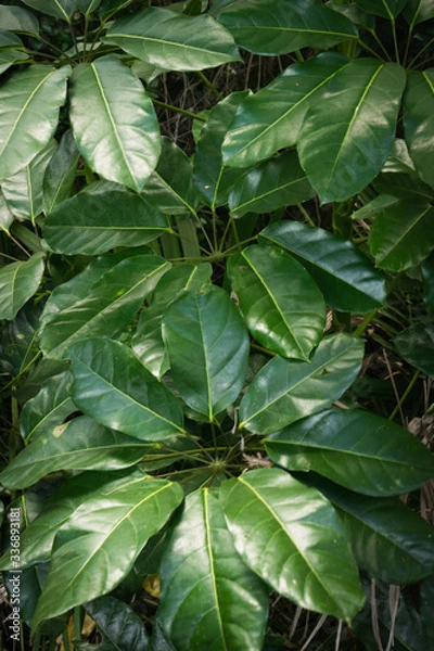 Obraz australian umbrella tree