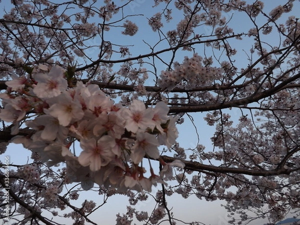 Obraz cherry blossom in spring
