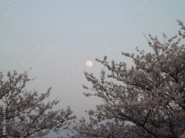 Obraz snow covered tree