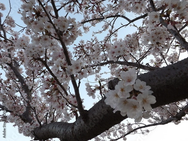 Obraz cherry tree blossom