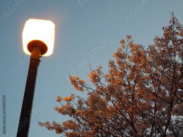 Obraz trees in the park