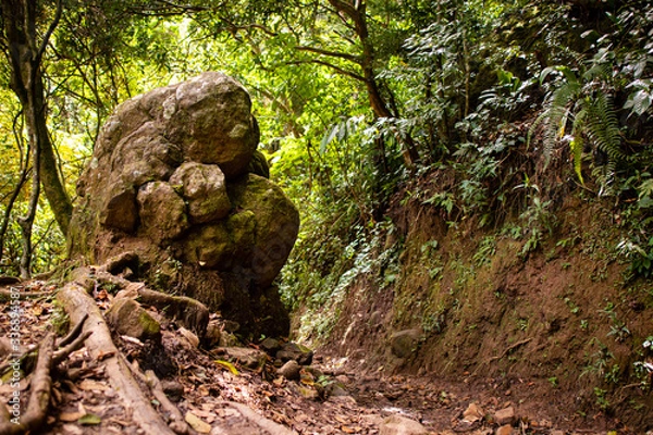 Fototapeta A dirty muddy trail on the side of a volcanic mountain in the humid jungles of Panama.