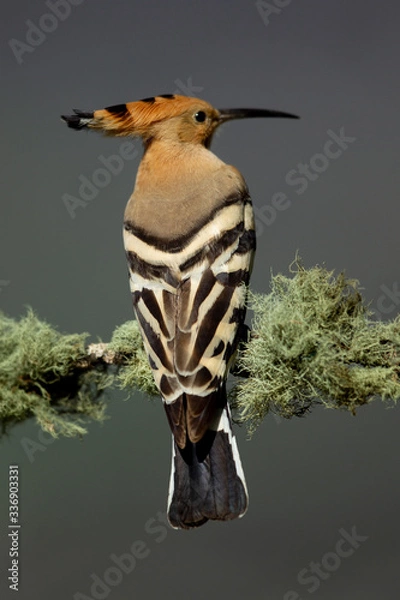 Fototapeta Upupa 02