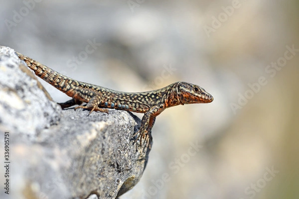Fototapeta Mauereidechse