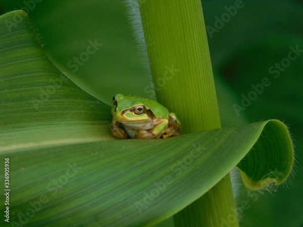 Fototapeta カエル