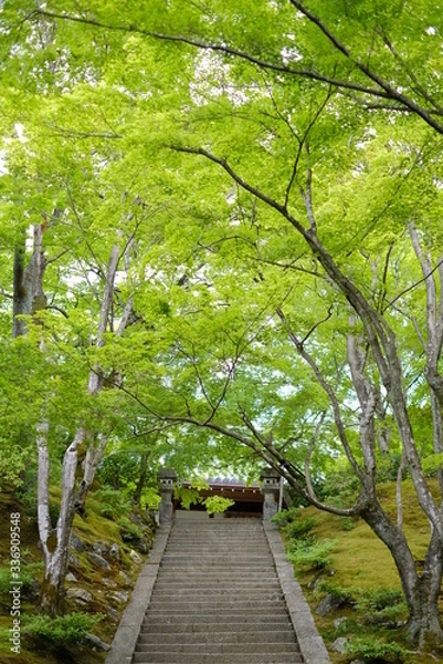 Fototapeta 京都　嵐山常寂光寺と青もみじ
