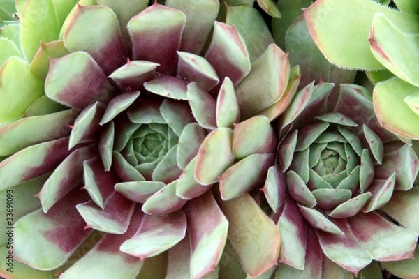 Obraz Hen and chicks plants