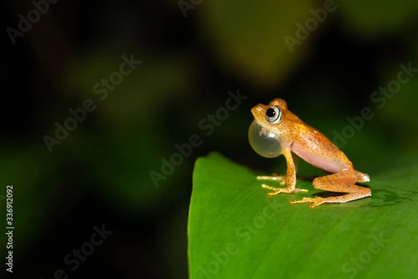 Obraz A small orange frog is sitting on a leaf