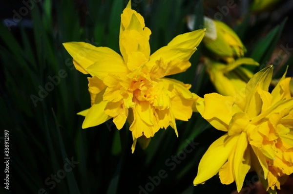 Obraz view on spring narcissus flowers. Narcissus flower also known as daffodil, daffadowndilly