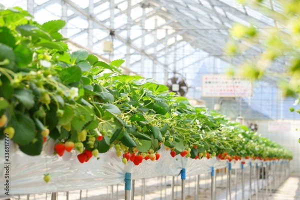 Obraz 高設栽培、清潔なハウスの中でいちご狩り体験