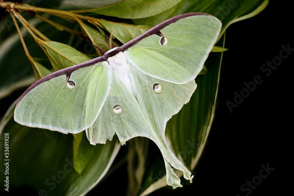 Obraz Moon Moth