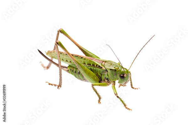 Fototapeta grasshopper