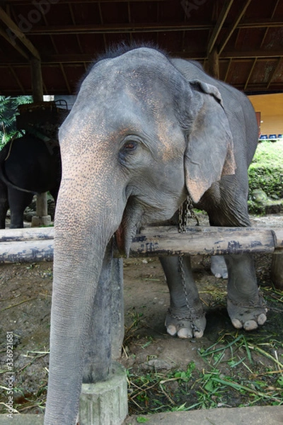 Obraz Elephant thailandais
