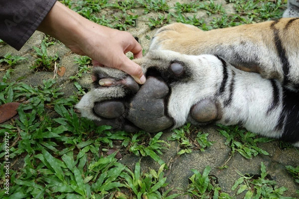 Obraz patte de tigre