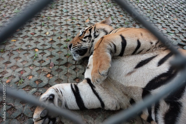 Obraz Tiger temple thailande