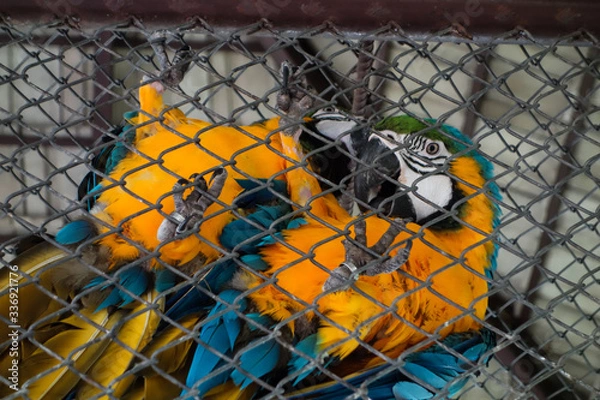 Obraz perroquet en cage