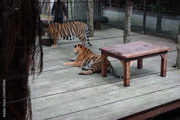 Obraz Tiger temple thailande