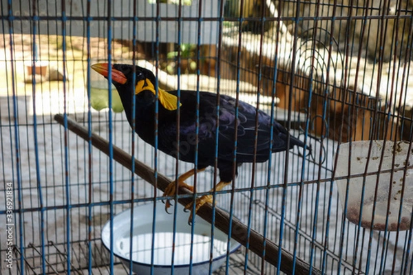 Obraz Mainate en cage