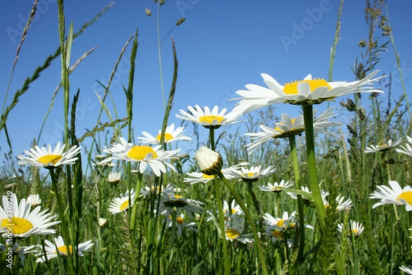 Obraz dzikie margaryty