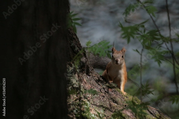 Fototapeta Eurasian red squirrel (Sciurus vulgaris) in forest