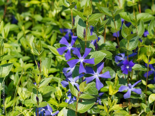 Fototapeta Großblättriges Immergrün | Vinca balcanica 