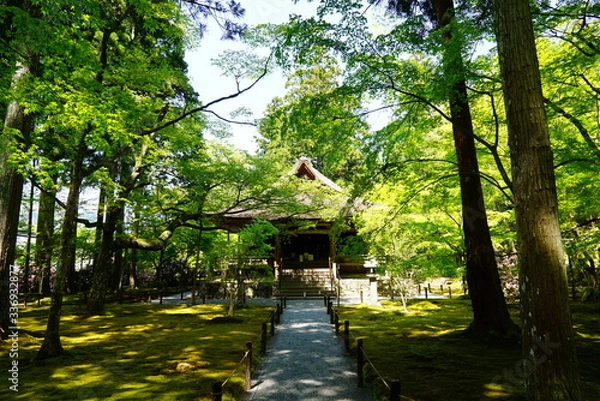 Obraz 京都　三千院　青もみじ