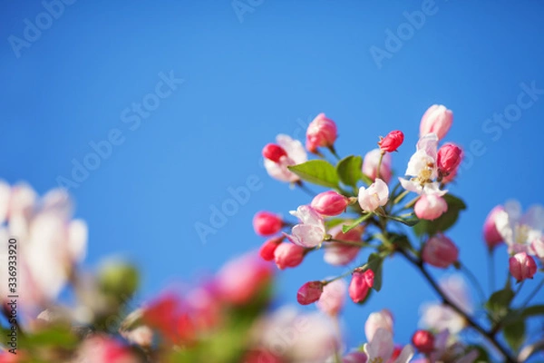 Fototapeta Beautiful flowering fruit trees. Blooming plant branches in spring warm bright sunny day. White and pink apple flower blooming on green natural background. Copy space