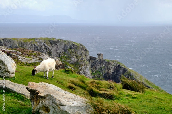 Obraz A white sheep with black muzzle near Slieve League, County Donegal, Ireland.