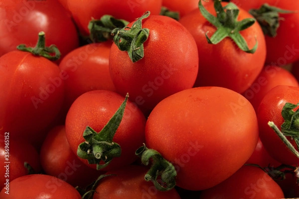 Obraz Cherry tomatos  close up shoot