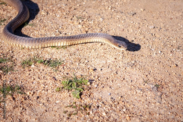 Fototapeta boomslang snake on the ground