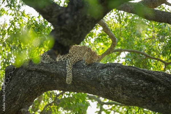 Fototapeta A territorial male leopard taking some refuge from the sun in a large weeping boerbean tree. 