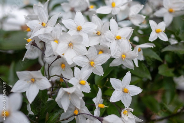 Obraz Garden flowers