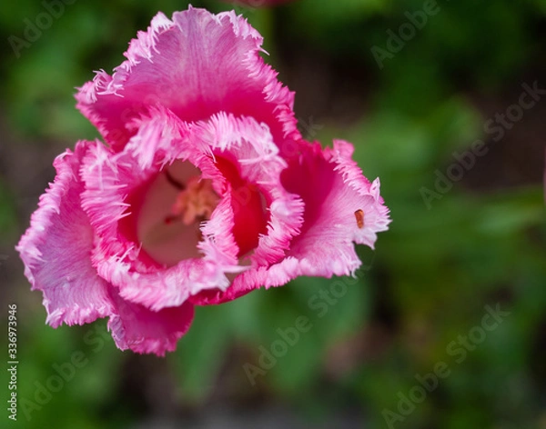 Obraz Garden flowers