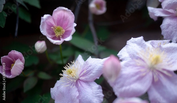 Obraz Garden flowers