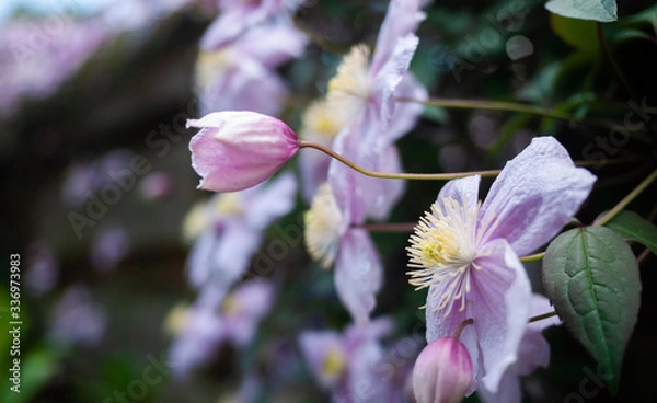Obraz Garden flowers