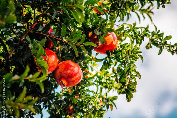 Obraz Red ripe pomegranate fruit on tree branch in the garden  orchard ready for harvest