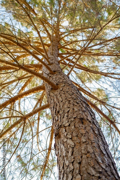 Fototapeta A low-angle shot image of the texture of a pine bark with its branches and leaves (Pinus, Pinaceae)