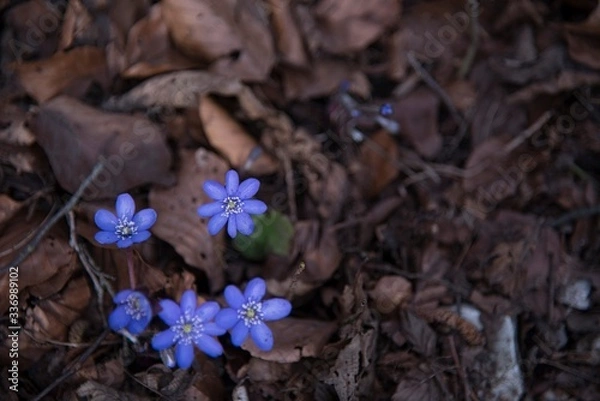 Obraz Frühlingsboten