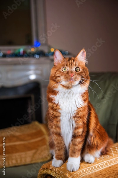Obraz A photo of Kurilian bobtail cat