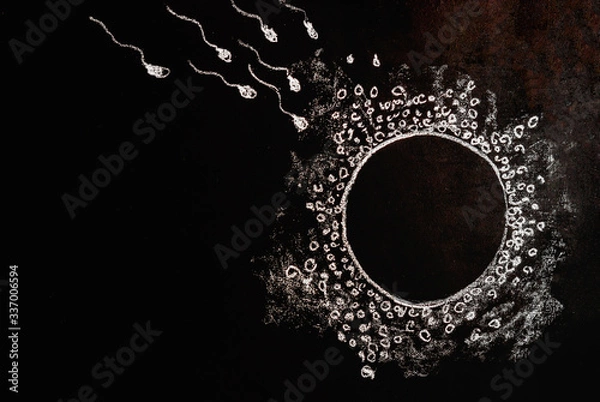 Fototapeta Figure of egg and sperm on a black chalk board, drawn in chalk. Illustration of the fertilization process. IVF concept.