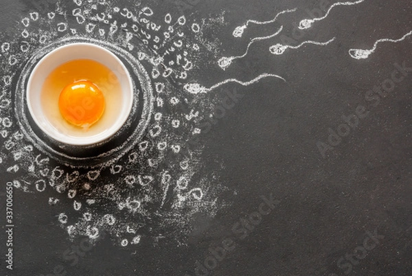 Fototapeta Copy space IVF concept. Egg and sperm on a black chalk board, drawn in chalk. An egg is a chicken egg in a white bowl. Illustration of the fertilization process.